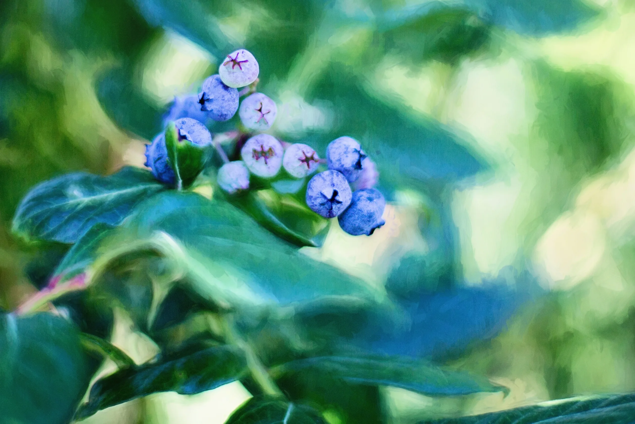 Blueberries